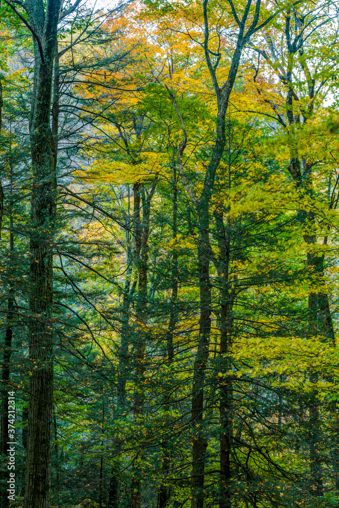 Autumn Scenic, Great Smoky Mountains National Park