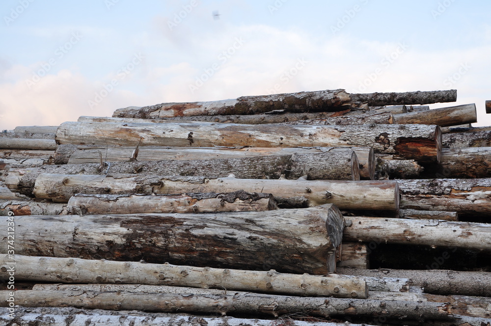 stack of firewood in a row. Wood cut logs in a forest. Woodcutting industry timber stack of firewood in a row. Wood cut logs in a forest. Woodcutting industry timber