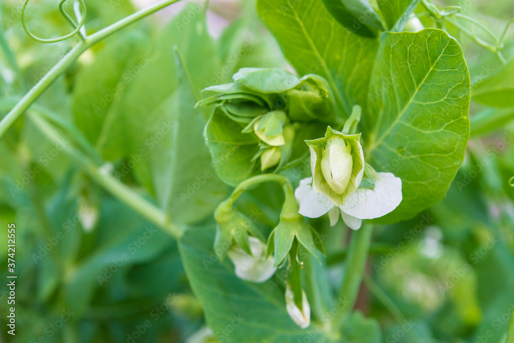 Green peas bloom and Mature in the garden in summer Green peas bloom and Mature in the garden in summer
