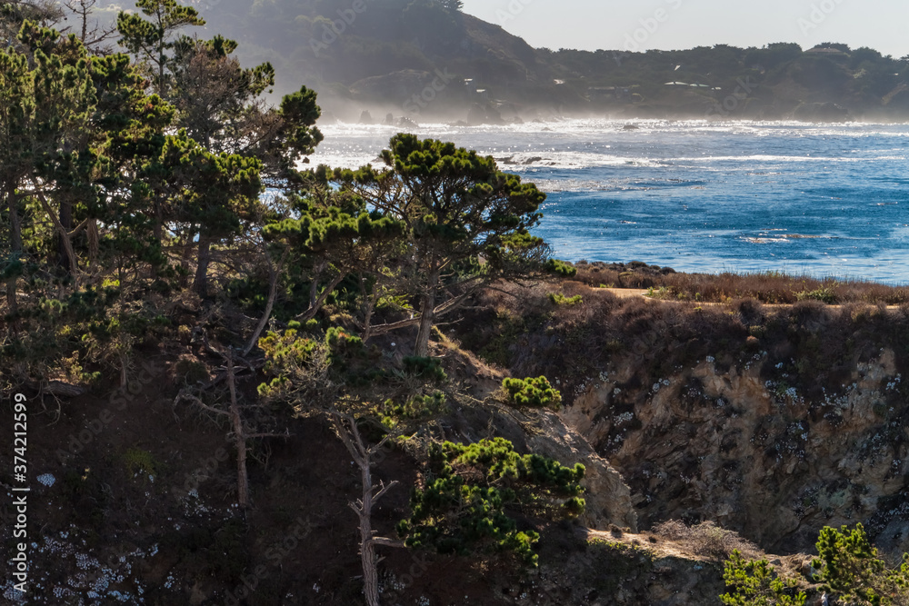 Monterey Cypress Trees on The Hills of China Cove ,Point Lobos State Natural Reserve, Big Sur, California, USA