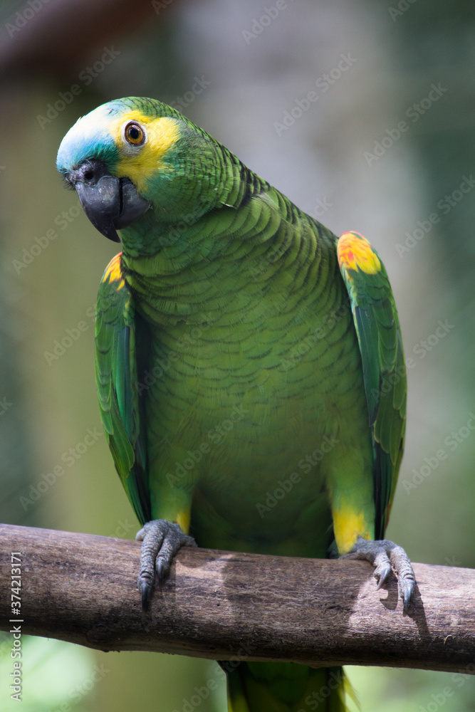 Obraz premium Green parrot looking