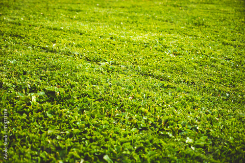 Natural green grass on a summer day. 