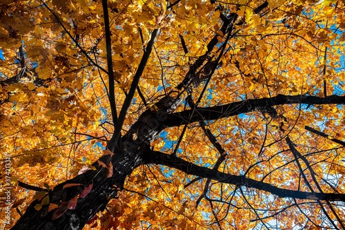 Maple Tree (Acer spec.) in Late Autumn