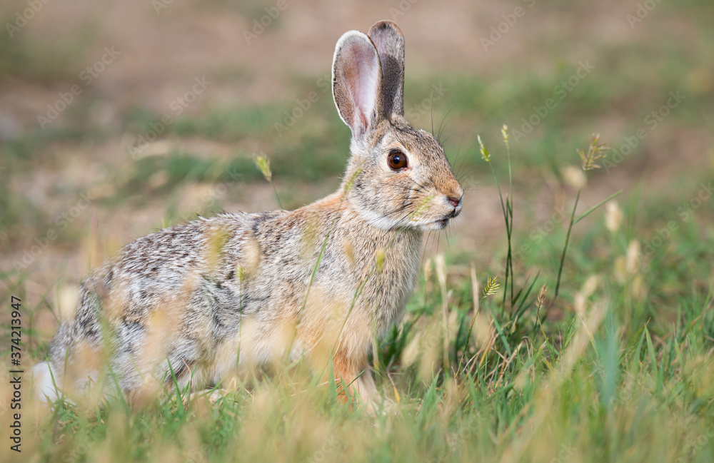 Fototapeta premium Hare