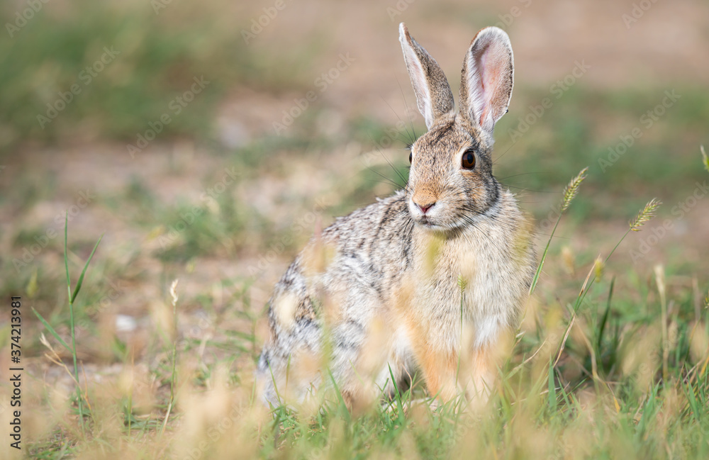 Fototapeta premium Hare