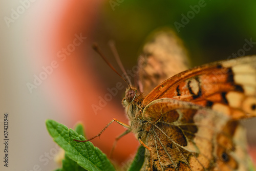 Macro close up of a butterfly in the garden