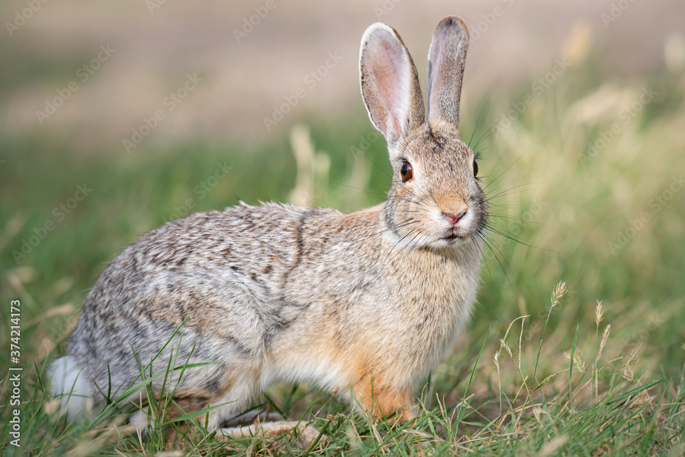 Hare Hare
