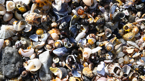 Bunte Muscheln am Strand als Hintergrund im Atlantik Frankreich photo