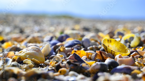 Shells on a beach in atlantic ocean, FRance.
