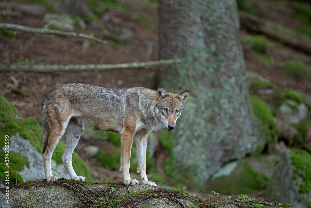 Eurasian wolf, canis lupus lupus, hiding in the forest. Europe nature. Wolf lying down in nature. Successful predator in the forest. Pack with offspring. Rare predator in European nature Eurasian wolf, canis lupus lupus, hiding in the forest. Europe nature. Wolf lying down in nature. Successful predator in the forest. Pack with offspring. Rare predator in European nature