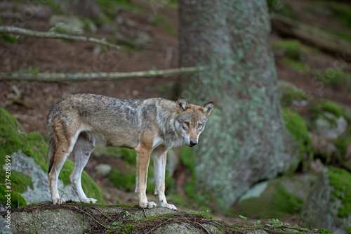 Eurasian wolf, canis lupus lupus, hiding in the forest. Europe nature. Wolf lying down in nature. Successful predator in the forest. Pack with offspring. Rare predator in European nature