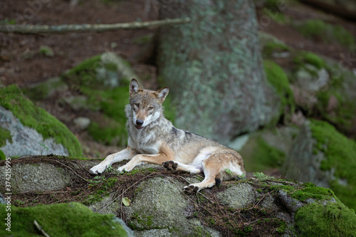 Eurasian wolf  canis lupus lupus  hiding in the forest. Europe nature. Wolf lying down in nature. Successful predator in the forest. Pack with offspring. Rare predator in European nature