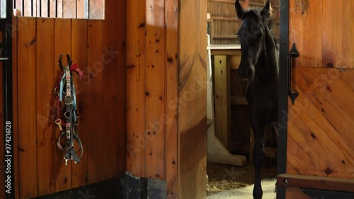Young curious & timid horse cautiously moves from one stable room to another
