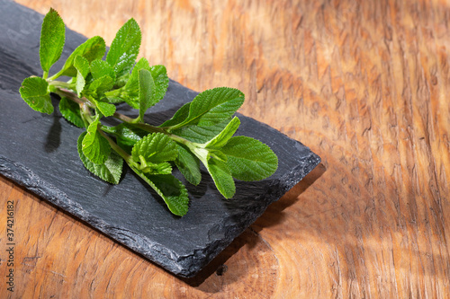 Purple sage plant on the table photo