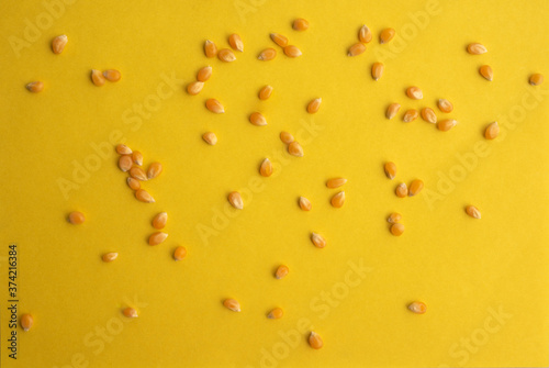 Organic Popcorn Kernels seeds on yellow background