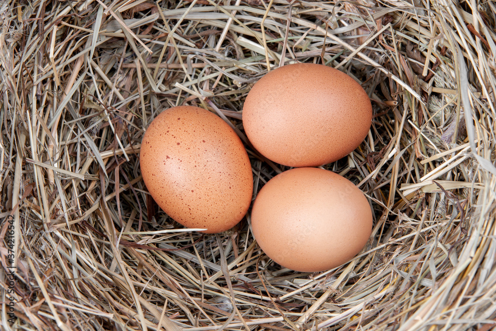 Brown chicken eggs in a straw nest Brown chicken eggs in a straw nest