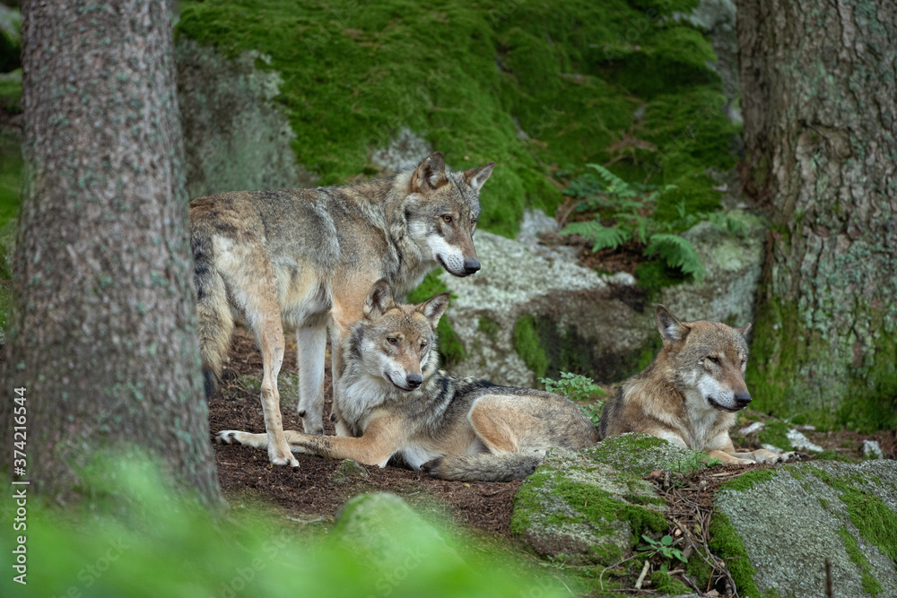 Eurasian wolf, canis lupus lupus, hiding in the forest. Europe nature. Wolf lying down in nature. Successful predator in the forest. Pack with offspring. Rare predator in European nature Eurasian wolf, canis lupus lupus, hiding in the forest. Europe nature. Wolf lying down in nature. Successful predator in the forest. Pack with offspring. Rare predator in European nature