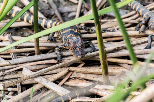 Alligator Hatchlings  (Alligator mississippiensis)   On The Wetlands Walkway On The Creole Nature Trail, Sabine National Wildlife Refuge, Louisiana, USA © Billy McDonald