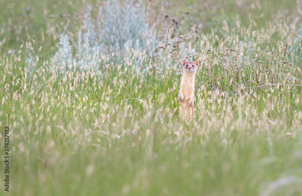Long tailed weasel Long tailed weasel