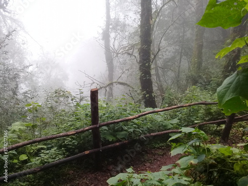 Bosque y Cascadas Paraíso, Puebla, México