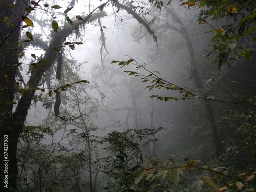 Bosque y Cascadas Paraíso, Puebla, México