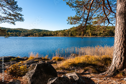 Fall morning in the forest by a lake photo