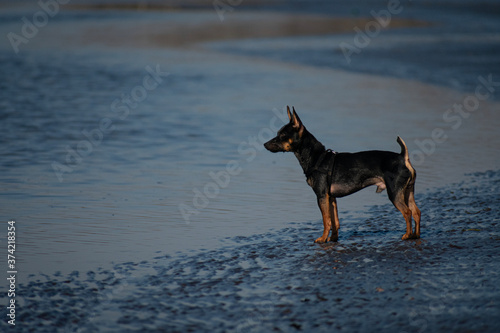 dog on the beach © Emiliano