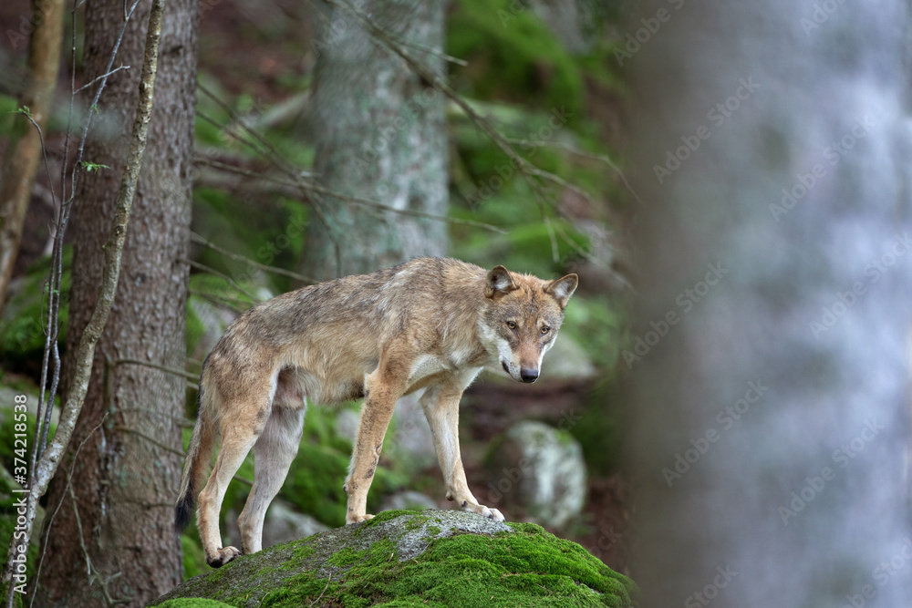 Obraz premium Eurasian wolf, canis lupus lupus, hiding in the forest. Europe nature. Wolf lying down in nature. Successful predator in the forest. Pack with offspring. Rare predator in European nature