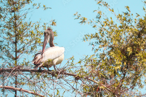 The spot-billed pelican or grey pelican, is a member of the pelican family. It breeds in southern Asia from southern Pakistan across India east to Indonesia. It is a bird