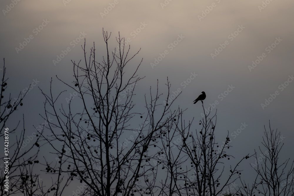 silhouette of a bird on a tree silhouette of a bird on a tree