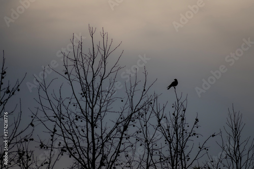 silhouette of a bird on a tree