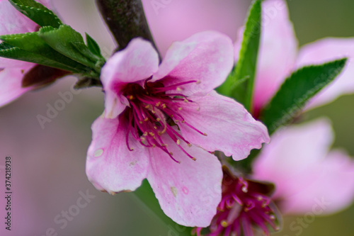 close up of pink rose