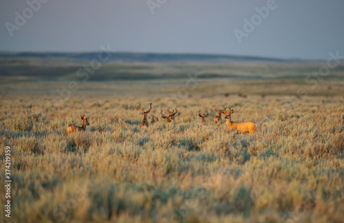 Pronghorn in the prairies © Jillian