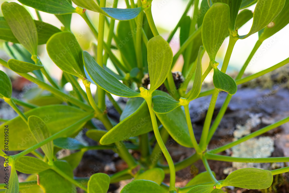 Fototapeta premium Mistletoe growing on Apple tree branch