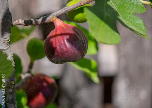Plump, Ripe Brown Turkey Fig on the branch, ready to pick
