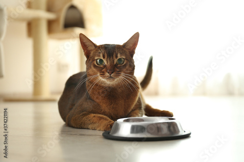 Beautiful Abyssinian cat near feeding bowl at home. Lovely pet