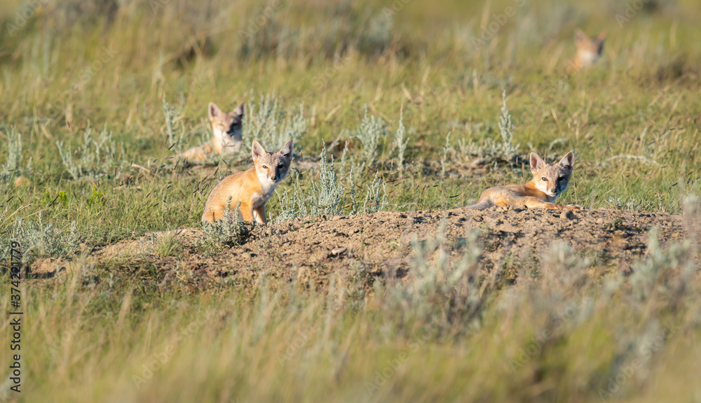 Endangered swift fox in the wild Endangered swift fox in the wild
