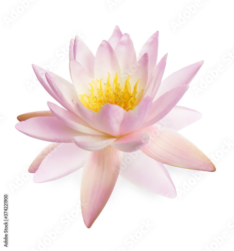 Beautiful pink lotus flower isolated on white