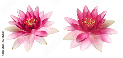 Two beautiful lotus flowers isolated on white © New Africa