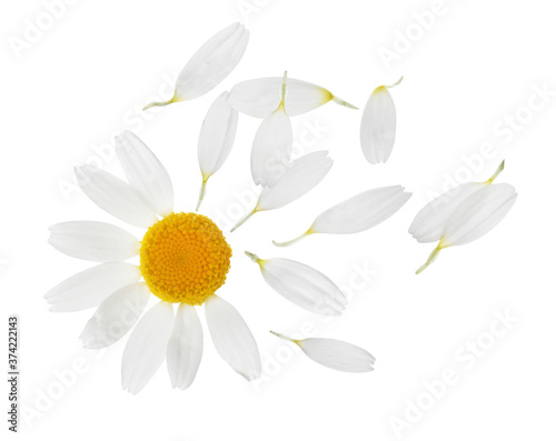 Chamomile flower with flying petals on white background