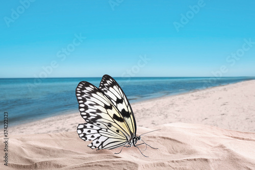 Beautiful butterfly on sandy beach near sea
