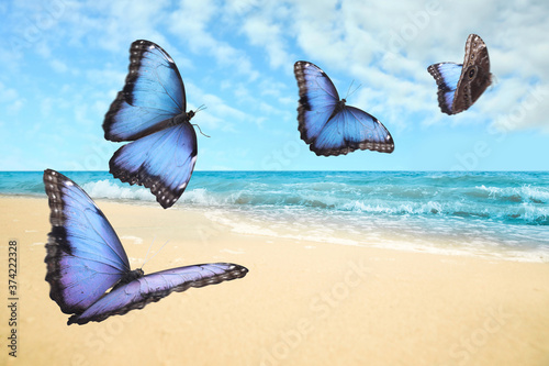 Photography Beautiful butterflies flying over sandy beach and ocean