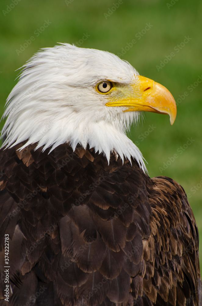 Eagle Looks Right Eagle Looks Right