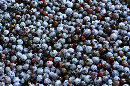 Box of fresh wild Maine blueberries