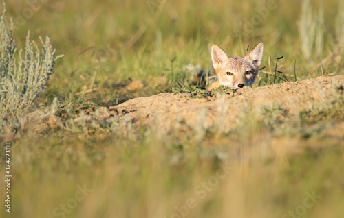 Endangered swift fox in the wild