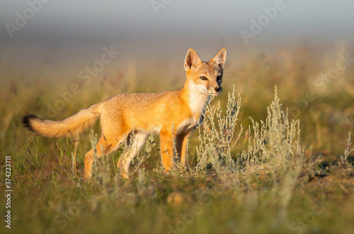 Endangered swift fox in the wild