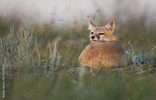 Endangered swift fox in the wild © Jillian