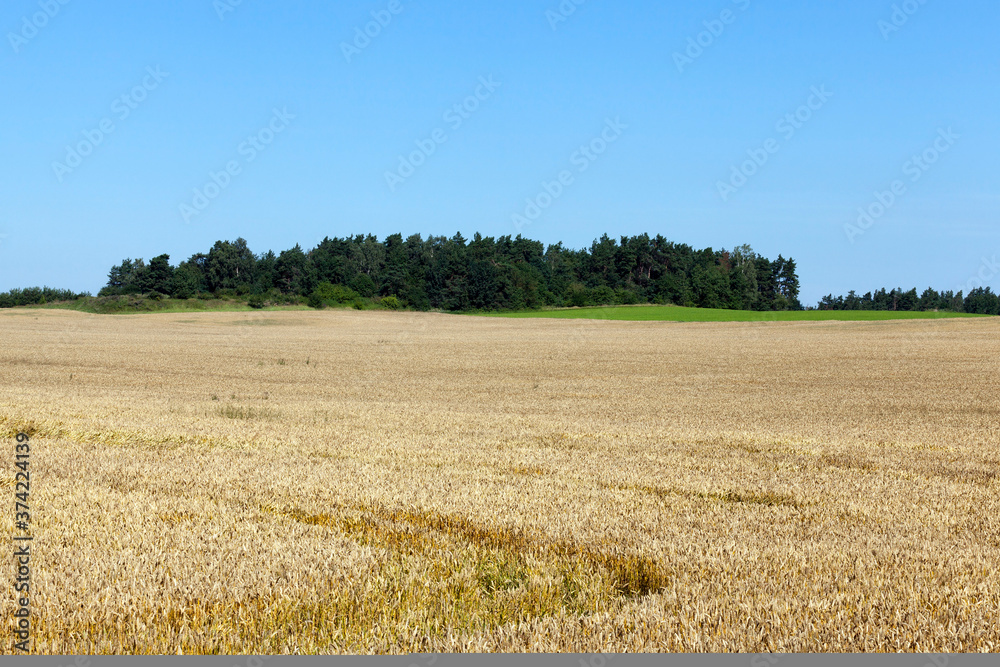 yellow wheat, landscape