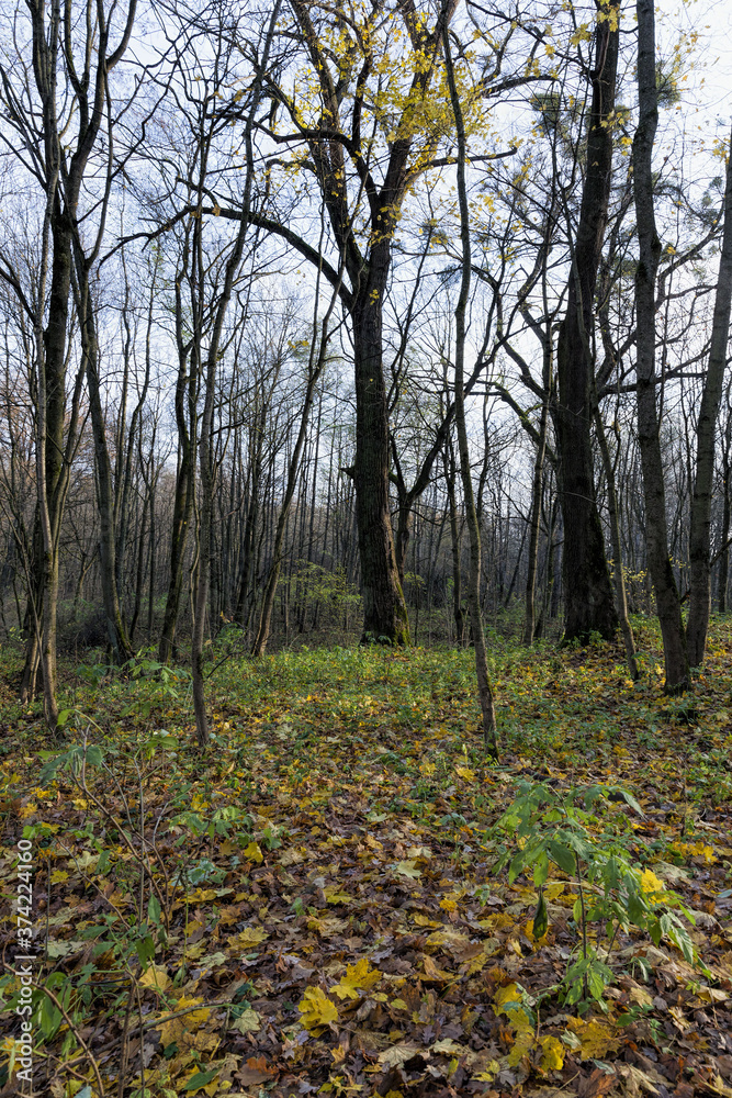 maple trees during autumn maple trees during autumn