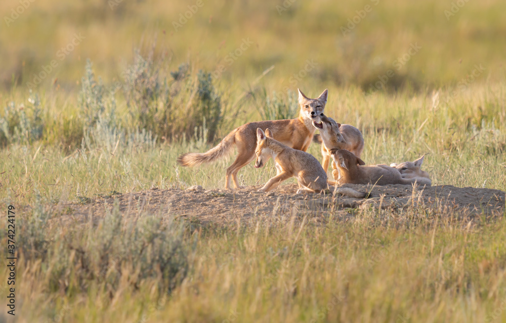 Endangered swift fox in the wild Endangered swift fox in the wild